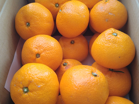 激ウマ！【大玉】糖度11度〜有田みかん5kg