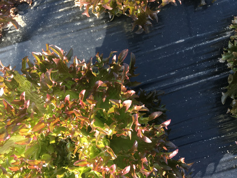 パリッとみずみずしい！人気の２種のレタス（２種類×３玉）（約2.4kg）