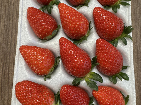 【完熟】JGAP認証食べ比べ2品種セット(2パック入り)千葉県産