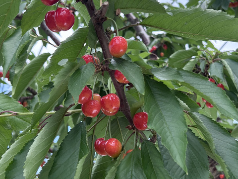 北海道仁木町産　佐藤錦720g(180g×4p)
