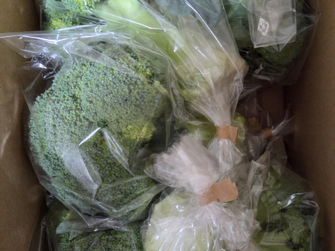 茎までおいしい！淡路島産ブロッコリー5株（Lサイズ）