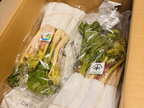 たっぷり増量１Ｋｇ
山菜の王様　山ウド（葉付き）
【レシピ付き：天ぷら、味噌和え】
写真は約１ｋｇの映像です。