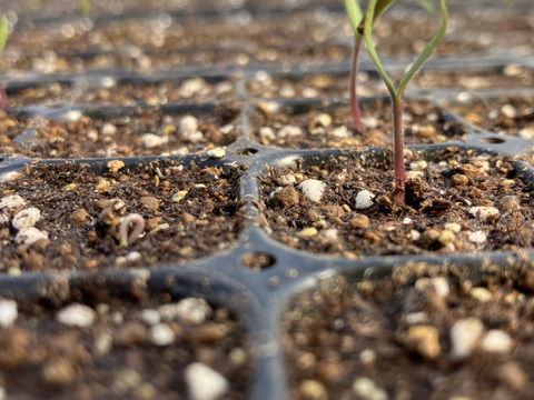 【有機JAS】飛騨産大玉トマト2キロ箱
今年もやっぱり丸かじり！麗月