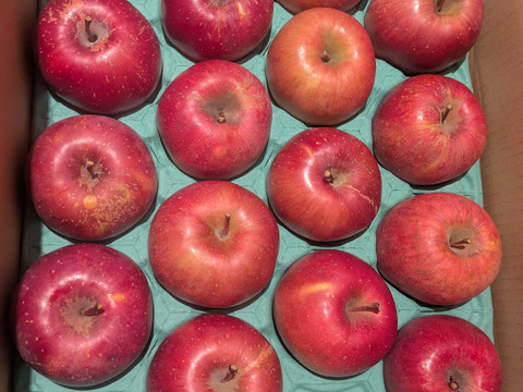 発送中🍎りんごグランプリ2025最高金賞1位🎊 サンふじ 10キロ箱 家庭用&訳あり品 ID00624 安曇野 リンゴ 幻 幻のリンゴ 予約 希少 旬 甘い 10キロ箱
