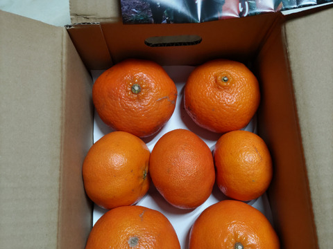 【家庭用】甘平 2kg ギッシリ果肉のシャキシャキ食感♡愛媛限定高級柑橘♫愛媛みかん！！