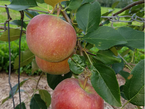「しなのリップ！」長野県オリジナルりんご  約5kg　おかげさまで残り5セットになりました。