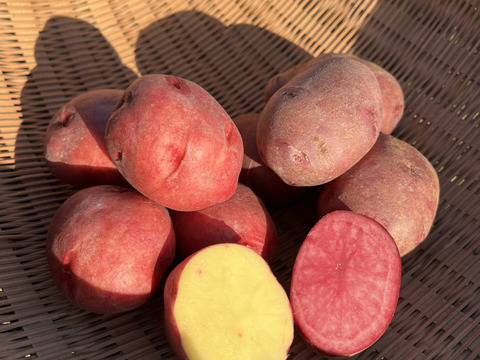 アンデスレッド・ドラゴンレッド 食べ比べセット 5kg【自然栽培】