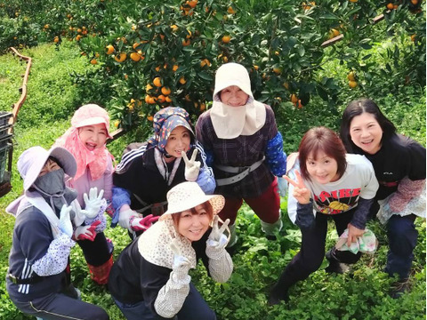 【家庭用】酸味と甘味のバランスの良い旬のちえみかん🍊（田口早生）５㌔