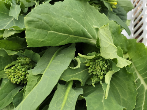 下　菊芋自然栽培のキクイモ2キロと自生している葉野菜１キロのセット