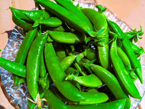 ＜自然栽培のスナップエンドウ　３００ｇ＞肥料不使用、農薬も不使用、固定種の自家採種で甘々！とにかく美味の≪スナップエンドウ≫を八ヶ岳南麓よりお届します