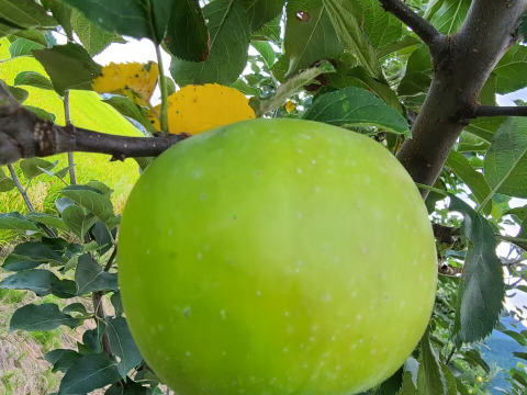 【ジャムづくりに加工専用品種】｢ブラムリー｣  信州安曇野産 りんご5kg