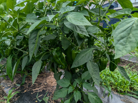 【栽培期間中　農薬不使用】お子様たちから大絶賛！プリプリのピーマン（60サイズの箱に入るだけ！）