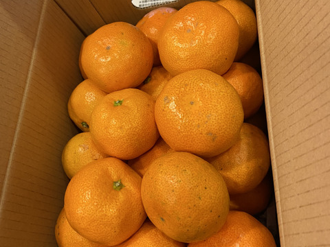 【夜市限定】M～Lサイズ3kg:とみ子ばぁばの有田みかん糖度13度以上！和歌山県有田産