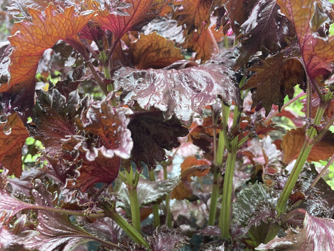 【珍品種】香りよし！天神赤紫蘇　3kg