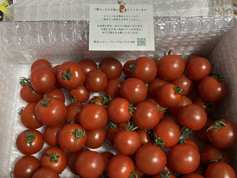 【甘くて芳醇ご褒美ミニトマト】　寒暖差で甘みが凝縮した今が旬！太陽の光をたっぷり浴びて育った高糖度ミニトマトをギフト箱でお届けします！自分へのちょっとしたご褒美、大切な方への贈り物にも！　1kg×1箱