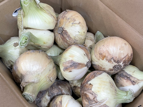 数量限定【ちょこっと訳ありでも味は同じ】淡路島産 玉ねぎ 5kg
