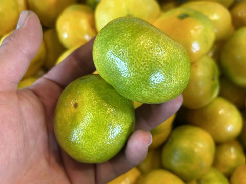 【即日発送】【訳ありハウスみかん】驚きの価格！甘～い美味しさをご家庭で！お盆に間に合う！数量限定でお得な今期最終販売！とろける甘さ！「蜜ツ星（みつぼし）」　訳あり品　約２ｋｇ【商品番号31-2kg】