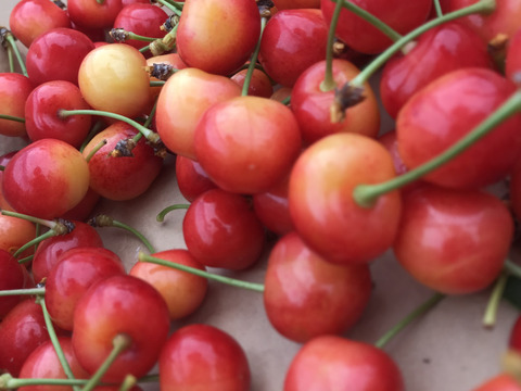 6月20日順次発送！！【 さくらんぼ:ナポレオン 】山形県天童産 1k 訳あり 食べ応えあり！！【双子入り】【 生食•加工用 】