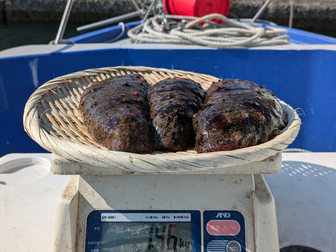 活赤ナマコ　素潜り漁　1kg（2〜3個）