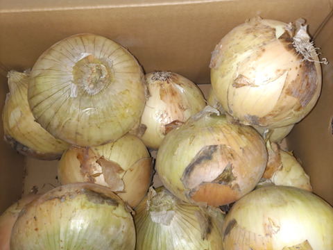 今が旬！！納豆菌栽培淡路島産　新玉ねぎ大玉5ｋｇ　兵庫認証品（残留農薬不検出）