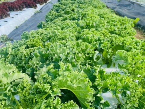 カリーノケール　1kg  サラダでも食べれる！　京都府産