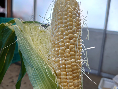 トウモロコシ ゴールドラッシュ 3kg