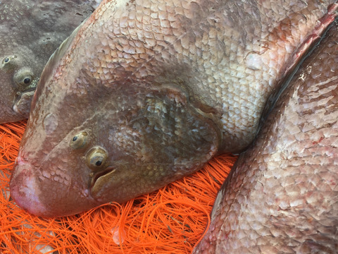 ききとらさん専用　舌平目　 (3枚)と蛸0.6㎏