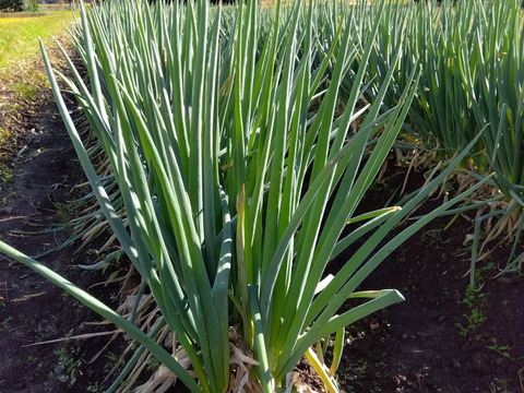 採れたて！　甘い富山県産長ネギ（安清ねぎ）2kg（10~18本）