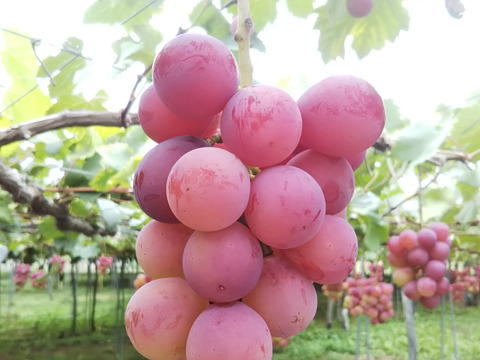 お得なご家庭用　シャインマスカット＆クイーンニーナ　2㎏