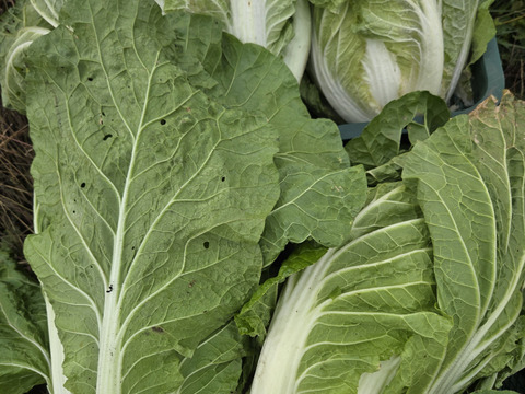 大量消費者向け　120サイズに詰め込み（6玉～8玉）