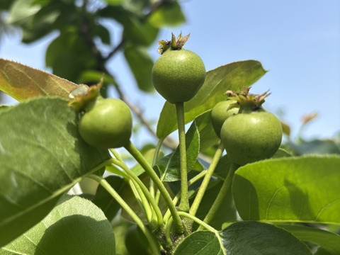 【とにかく甘い‼️】にっこり梨🍐贈答用約2.2kg(3-6個)✨️新高と豊水の交配種✨️甘くてキメが細かでとってもジューシー💦酸味が苦手な方にはおすすめ品種です😋鮮度を保つ為クール便でお届け🚚