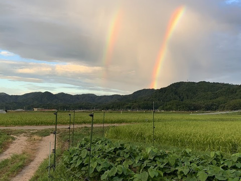京都　夏黒豆えだ豆　自然栽培枝豆　農薬・化学肥料・除草剤不使用　１K（250g×4パック)