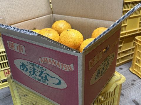 熊本産　今がまさに甘夏の旬！（訳あり・10kg）