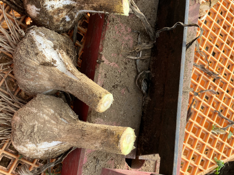 自然栽培　生にんにく　１ｋｇ