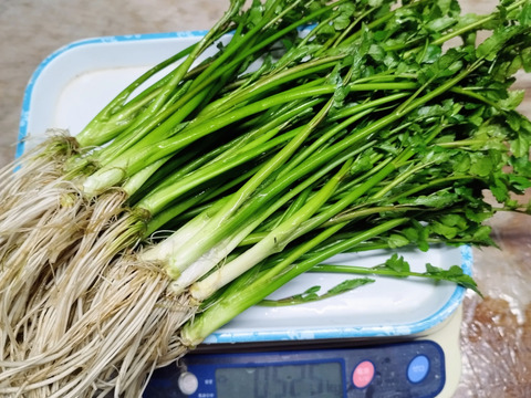 清流の恵み蔵王セリ2㎏　業務用