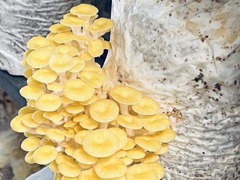 栄養価の高い！夏のきのこセット(3種類)