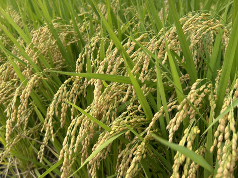 令和7年産　山形県産　はえぬき　10kg