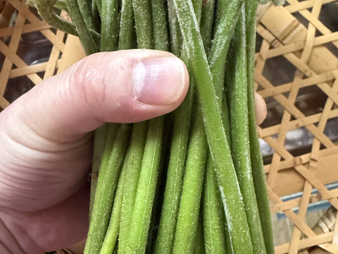 岩手県産 わらび 500g 天然 山菜 春の味覚 おひたし 煮物 味噌和えに