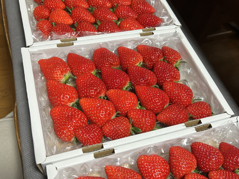 完熟よつぼし☆（ご家庭用・約530g×４箱）