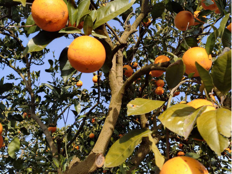 果汁たっぷり　ネーブル　5キロ 和歌山県産