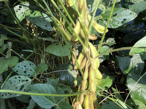 ※数量限定【農薬・化学肥料不使用栽培】青森県産秘伝豆（枝豆）700ｇ（クール便）