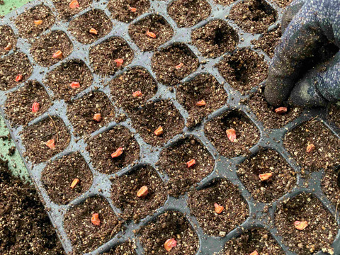 ★限定100本★  4代続く農家が栽培　生でもおいしい「山城のとうもろこし」　4～6本