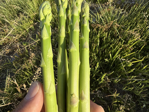 桃川農園｜初夏の甘みたっぷりグリーンアスパラガス（みどり認定野菜・太物中心）2kg