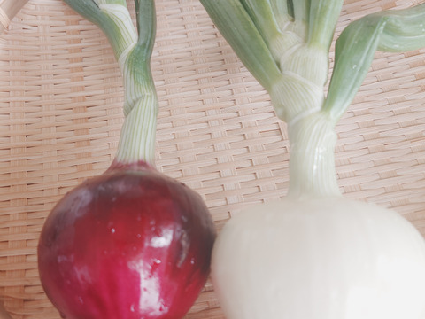 淡路島産たまねぎ赤【予約販売開始　数量限定】自然栽培★希少★固定種 在来種専門農家
（ 淡路産Awaji369farmからお届け）農薬不使用　無肥料栽培　内容【淡路島産　固定種　赤玉葱】3キロ