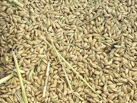 もち米　農薬肥料不使用の自然栽培【ヒヨクモチ】令和五年度産 玄米 5kg 兵庫県産