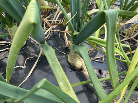 葉玉葱🧅／ホーム玉葱／シャルム　５キロ