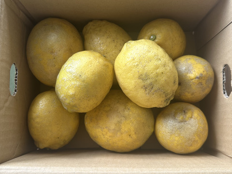 採れたて！まる美農園の爽やかレモン（2kg）【栽培期間中農薬不使用、ワックス防腐剤不使用】