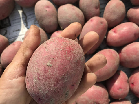自然農　ジャガイモ（レッドムーン）　3ｋｇ