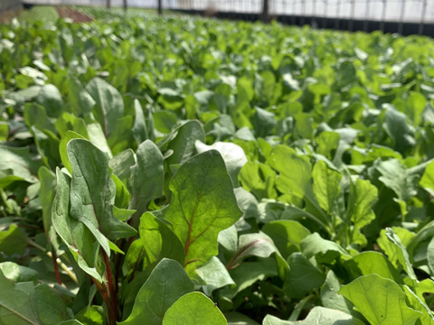 期間限定！サラダ好きの方に！サラダ野菜　７袋入り