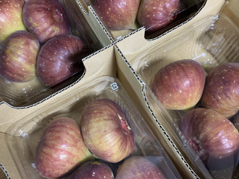【ご家庭用】朝採りいちじく1箱